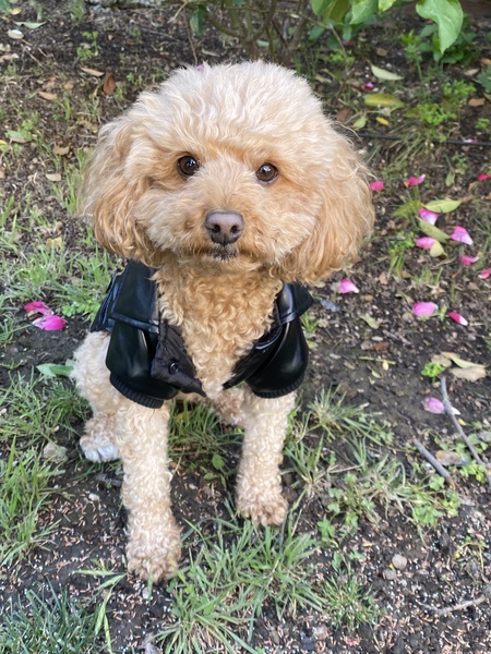 Teddy 
