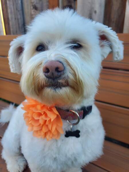 Gidget