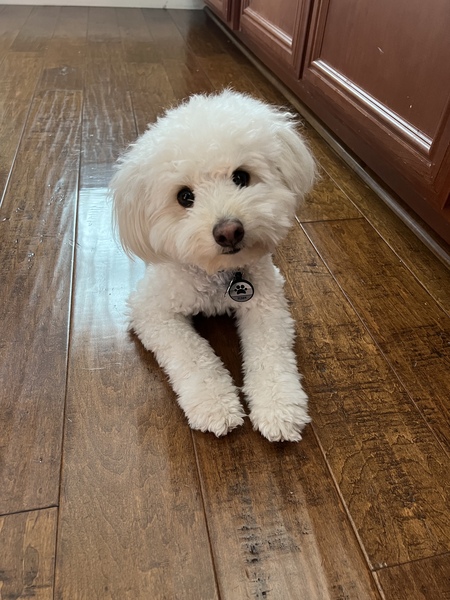 Teddy Bear