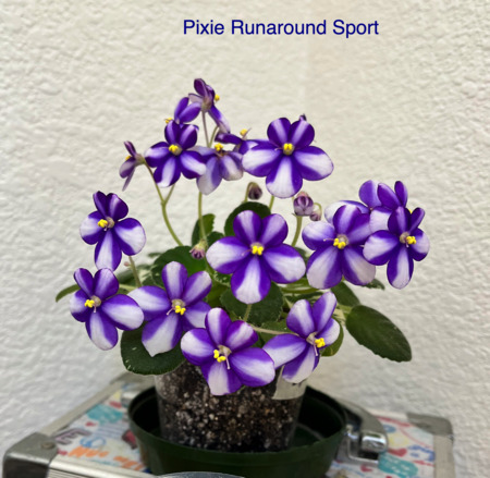 Pixie Runaround Sport