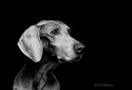 Brandy