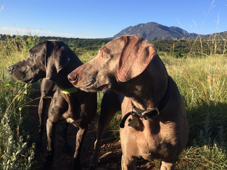 Otis and Elli