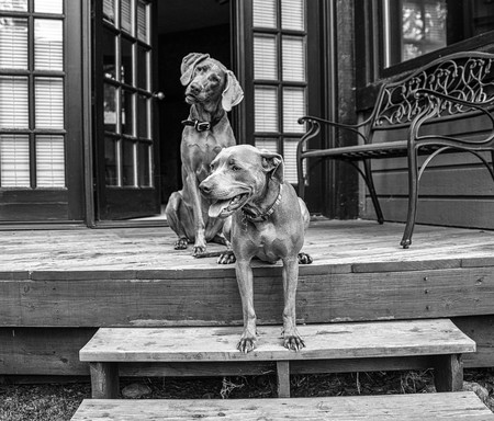 Rainer (front) Luna Blue (back)