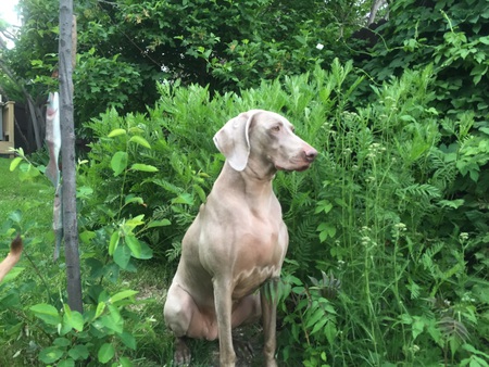 Bella
