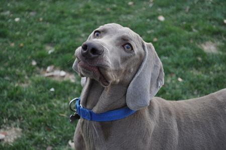 Fritz