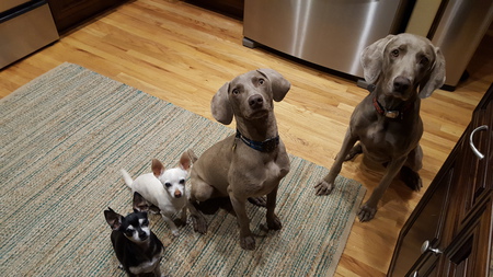 Jasmine, Kiki, Willow, Shadow (left to right)