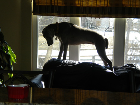 Aggie