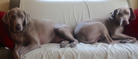 Ollie (formerly Einstein) and Nova