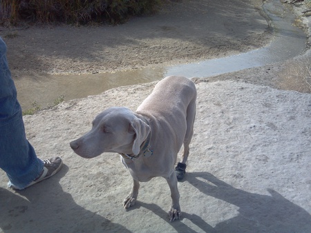 Mozzie