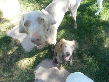 Mitzi and Lilly Puppy