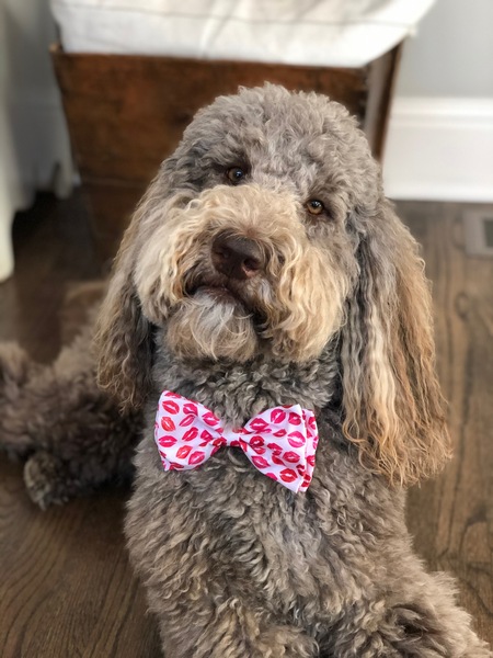 Cooper