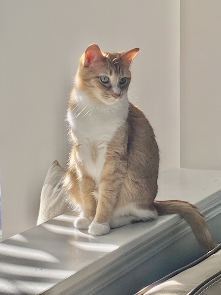 Bindi