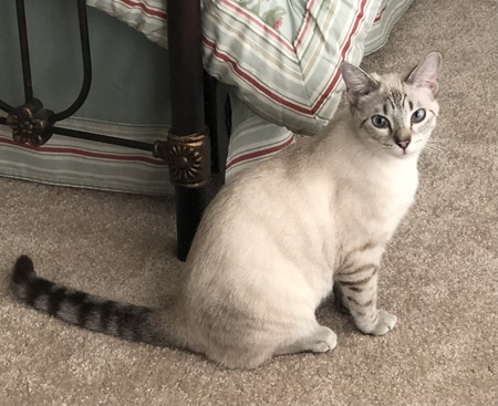 Pearl 