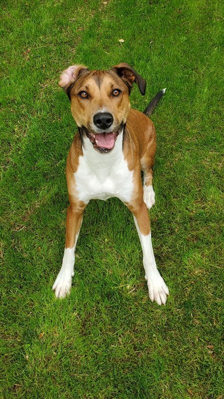 Annabelle Brown Dog