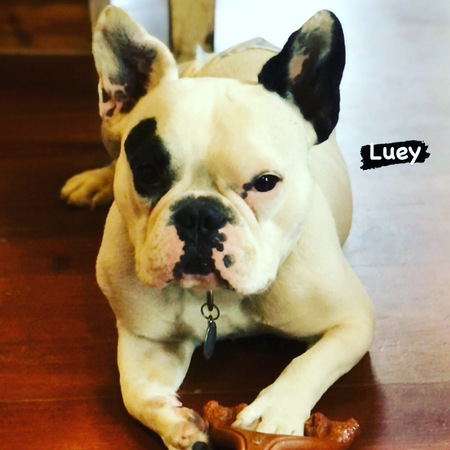 Luey