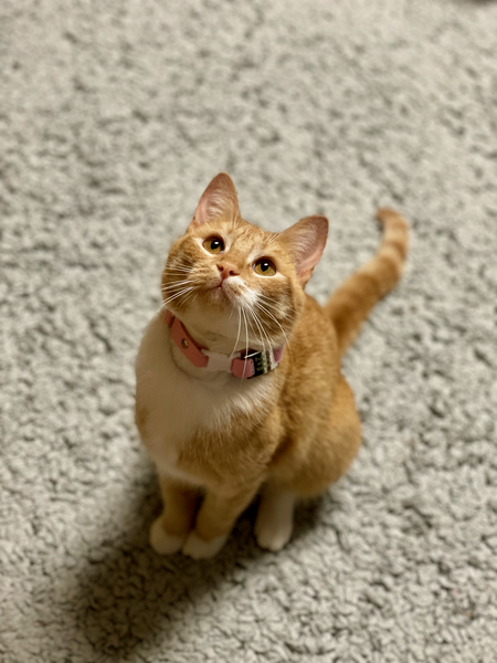 Pancake
