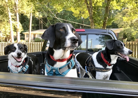 Scout, Huckleberry, Elsie