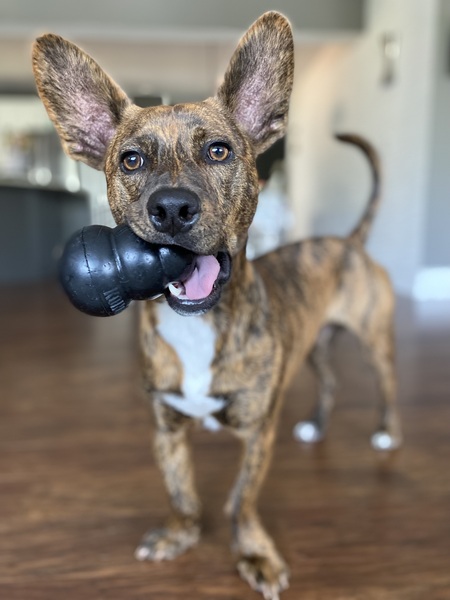 Winston