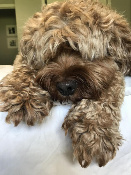 Remi