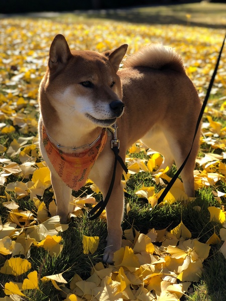Hatchi