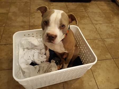 Rufio 