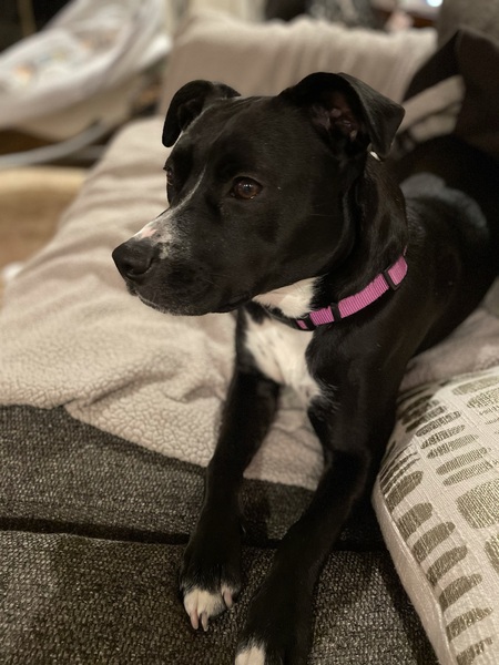 Delilah 
