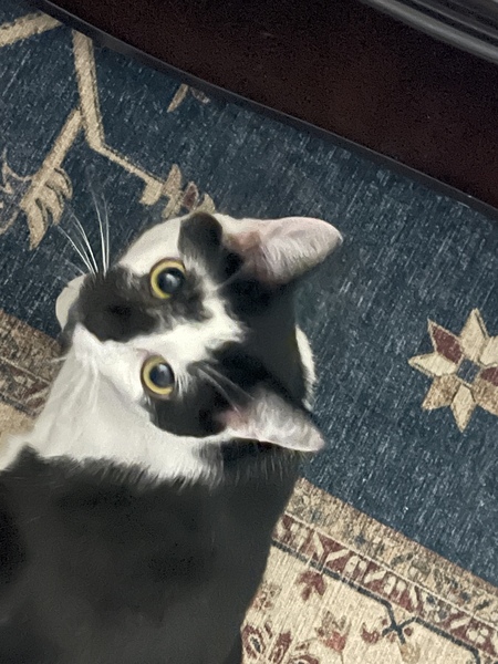 Lily