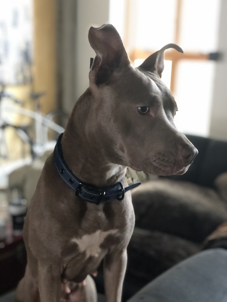 Blu