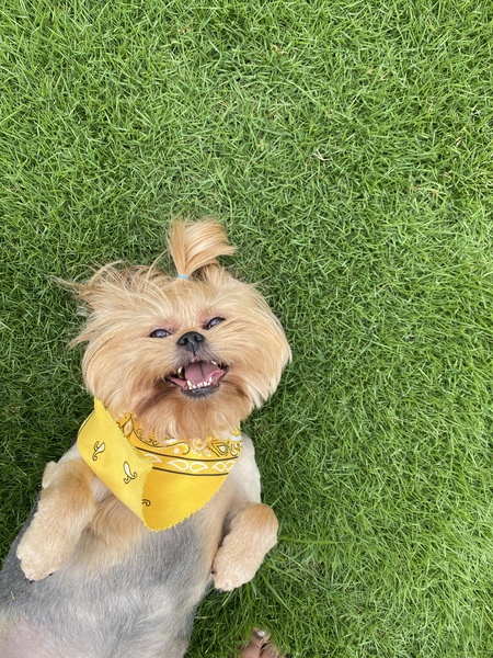 Chewy