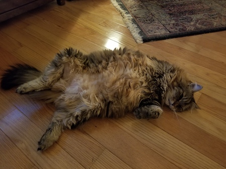 Bella
