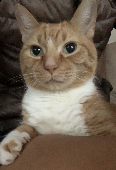 Pumpkin
