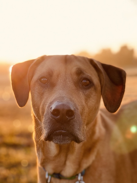 Hank the Cowdog 