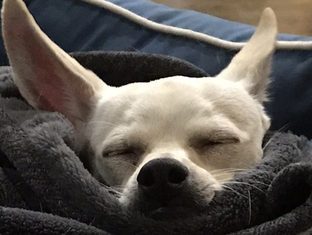 Gidget