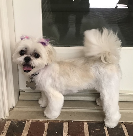 Gigi