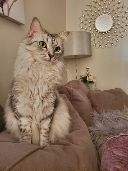 Nyx
