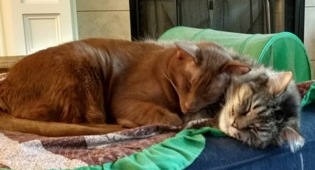 Peanut and Bronson