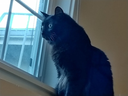 Onyx
