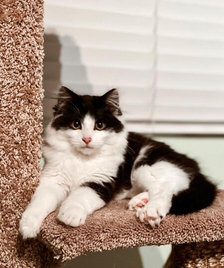 Sylvester