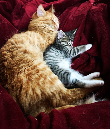 Cooper & Gracie