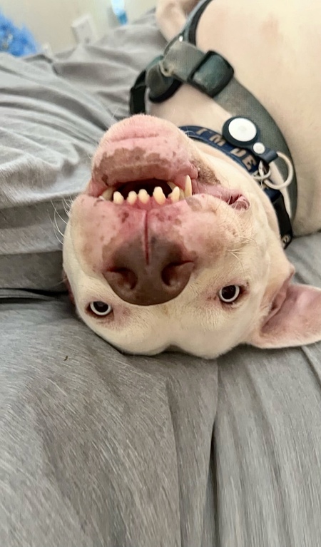 Bleu