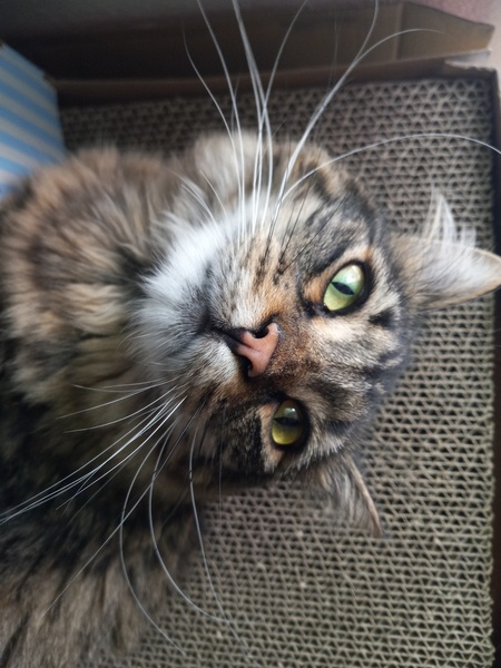 Luca