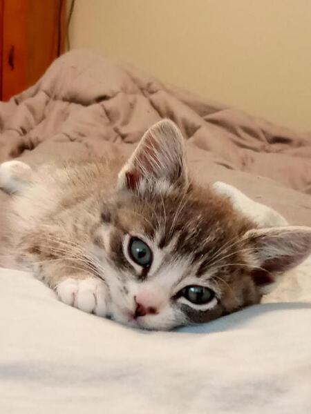 Munchkin