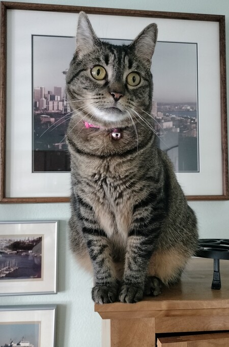 Minnow
