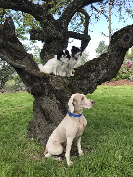 Violet, Daisy, and Willow