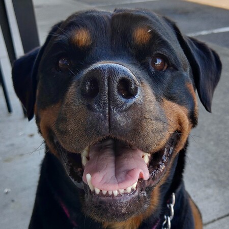 Nala