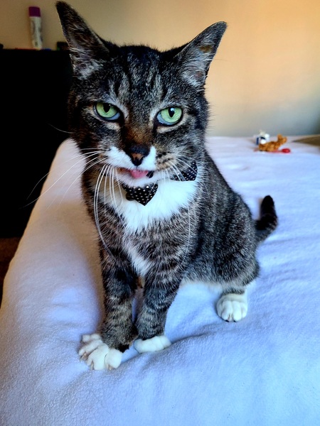 Emmett 