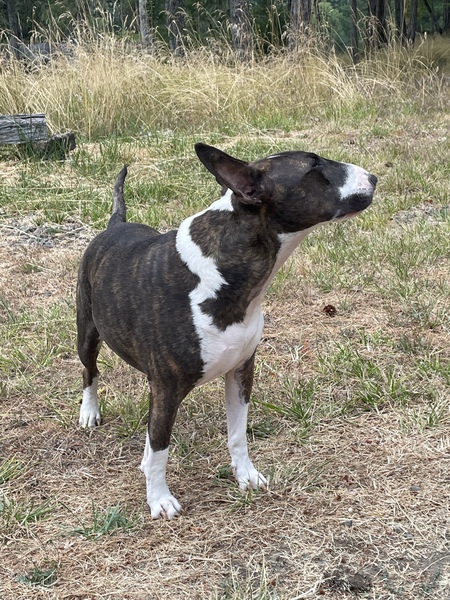 Tater (Sparky previously)