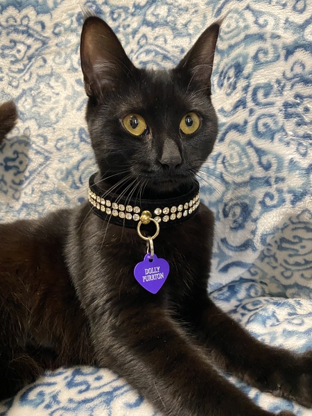 Dolly Purrton