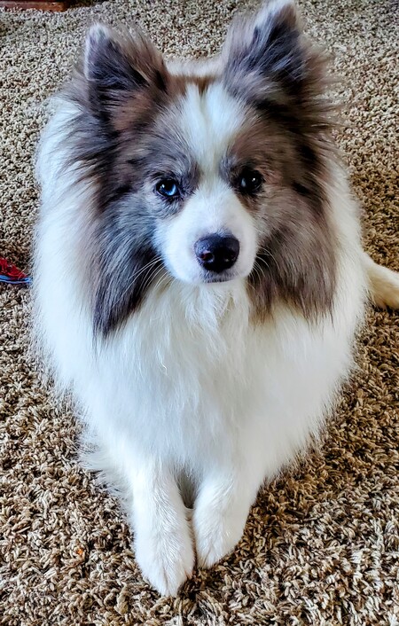OZZIE