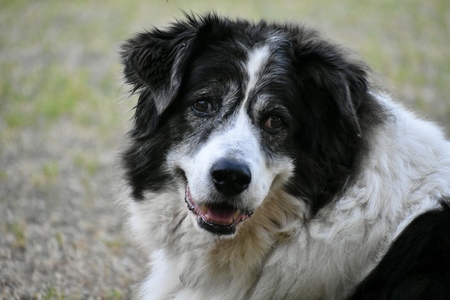 Dolly